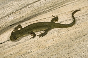 Young Common / Smooth Newt - Shows characteristic Amphibian walking gait Young Common / Smooth Newt - Shows characteristic Amphibian walking gait