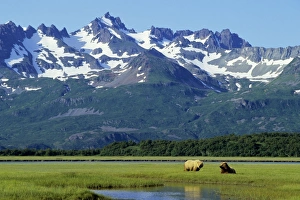 Two young Grizzly Bears in coastal sedge meadow (bears graze heavily in these meadows in Two young Grizzly Bears in coastal sedge meadow (bears graze heavily in these meadows in