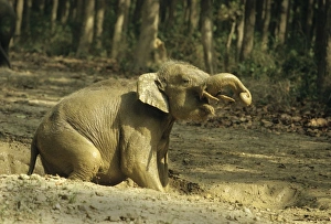 Young Indian / Asian Elephant playing in the rain filled waterhole Young Indian / Asian Elephant playing in the rain filled waterhole