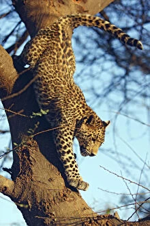 Young Leopard climbing down the tree, Ranthambhor