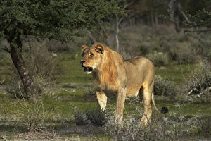 Images Dated 20th August 2013: Young male lion (Panthera leo), Etosha National