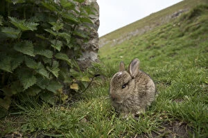 Young Rabbit - Yorkshire - UK