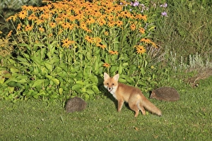 Young Red Fox and Hedgehogs - (Erinaceus europaeus) in autumn garden Young Red Fox and Hedgehogs - (Erinaceus europaeus) in autumn garden