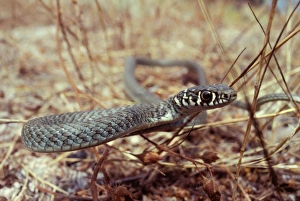 Young Western Whip Snake Young Western Whip Snake