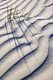 Yucca - buried with only the tips of the yuccas leafs appearing through white gypsum dune Yucca - buried with only the tips of the yuccas leafs appearing through white gypsum dune