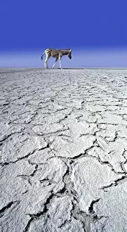 Cracked Gallery: ZEBRA - in drought landscape