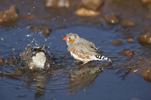 Zebra Finch - bathing at a pool in Donkey Creek near Canteen Creek Aboriginal Community Zebra Finch - bathing at a pool in Donkey Creek near Canteen Creek Aboriginal Community
