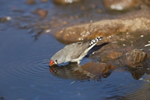Zebra Finch - drinking from pool Zebra Finch - drinking from pool
