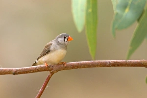 Zebra Finch - female adult sits on a branch near one of the permanent waterholes in arid Zebra Finch - female adult sits on a branch near one of the permanent waterholes in arid