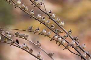 Zebra Finch - flock of male and female Zebra Finches sits on branches of a dead tree Zebra Finch - flock of male and female Zebra Finches sits on branches of a dead tree