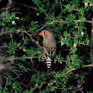 Images Dated 30th January 2008: Zebra Finch - male
