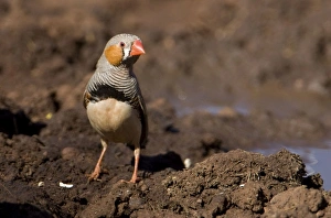 Zebra Finch - Male coming to drink at Joes bore Zebra Finch - Male coming to drink at Joes bore