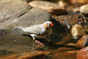 Images Dated 22nd May 2003: Zebra Finch Male, by drinking pool Standley Chasm, West MacDonnell National Park