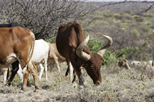 Zebu - cattle of the Hamer tribe Zebu - cattle of the Hamer tribe