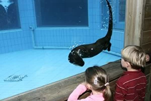 Images Dated 25th September 2004: Zoo - Children watching Northern River Otter swimming