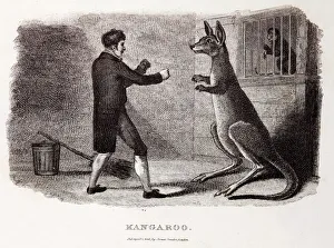 1806 Boxing Australian kangaroo in zoo 1806 Boxing Australian kangaroo in zoo