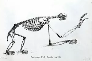 Images Dated 7th November 2011: 1812 Sloth skeleton by Cuvier