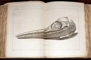 Paleontology Gallery: 1814 Mary Anning first ichthyosaur skull