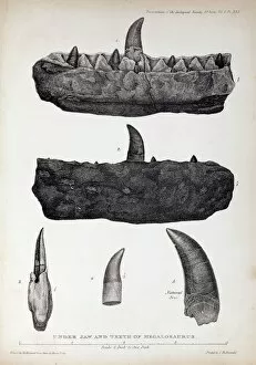 Tooth Gallery: 1824 Bucklands Megalosaurus jaw teeth
