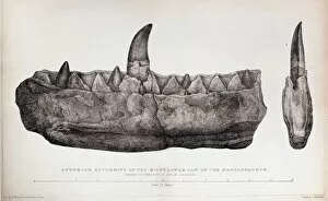 Images Dated 10th March 2011: 1824 Bucklands Megalosaurus jaw no tint