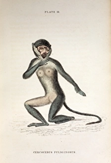 1833 Jardine cercocebus monkey 1833 Jardine cercocebus monkey