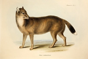 1839 Darwin's Falkland Island Fox Extinct 1839 Darwin's Falkland Island Fox Extinct