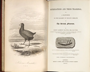 1851 Takahe Mantells Petrifactions book 1851 Takahe Mantells Petrifactions book