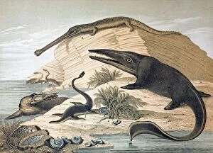 Ammonite Gallery: 1862 British prehistoric marine reptiles