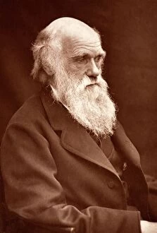 Scientists Collection: 1874 Charles Darwin picture by Leonard