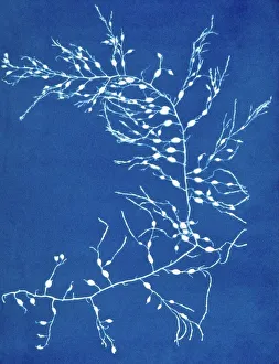 Images Dated 14th March 2011: 19th-century alga cyanotype