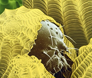 2nd of the F/col SEMs of caterpillars hatching 2nd of the F/col SEMs of caterpillars hatching