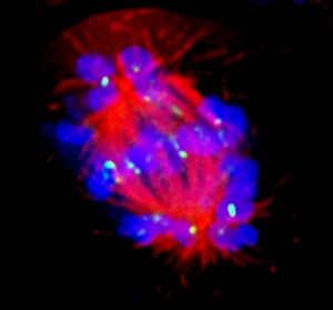 Fluorescence Micrograph Gallery: Abnormal mitosis