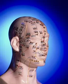 Alternative Medicine Collection: Acupuncture chart on a cast of a head and neck