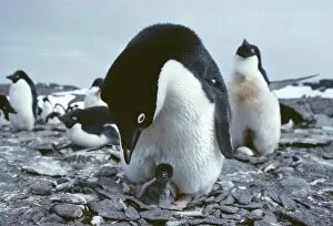 Adelie penguin with chick