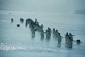 Images Dated 28th March 2003: Adelie penguins