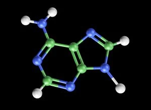 Adenine molecule, artwork C017/7200