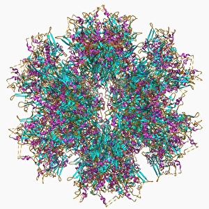 Biochemistry Gallery: Adenovirus penton base protein F006 / 9542