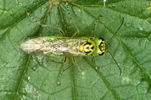 Images Dated 19th December 2005: Adult sawfly