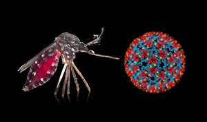 Aedes mosquito and Chikungunya virus Aedes mosquito and Chikungunya virus