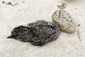 African black oystercatcher chick African black oystercatcher chick