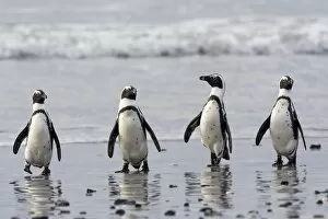 Spheniscus Demersus Gallery: African penguins on a beach C014 / 4953