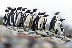 Spheniscus Demersus Gallery: African penguins on the beach C014 / 4978