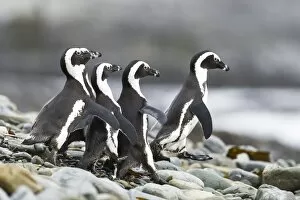 Spheniscus Demersus Gallery: African penguins on the beach C014 / 4979
