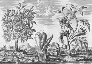 African plants, 17th century C013/7756