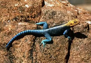Images Dated 14th January 2005: Agama lizard