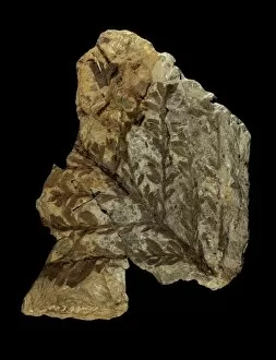Images Dated 16th December 2013: Albertia conifer fossil C018 / 9401