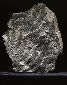 Alethopteris seed fern fossil C018/9379 Alethopteris seed fern fossil C018/9379