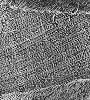 Algae cell wall, SEM Algae cell wall, SEM