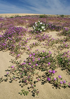 Algodones dunes, California Algodones dunes, California