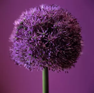 Stem Gallery: Allium flower (Allium sp.)